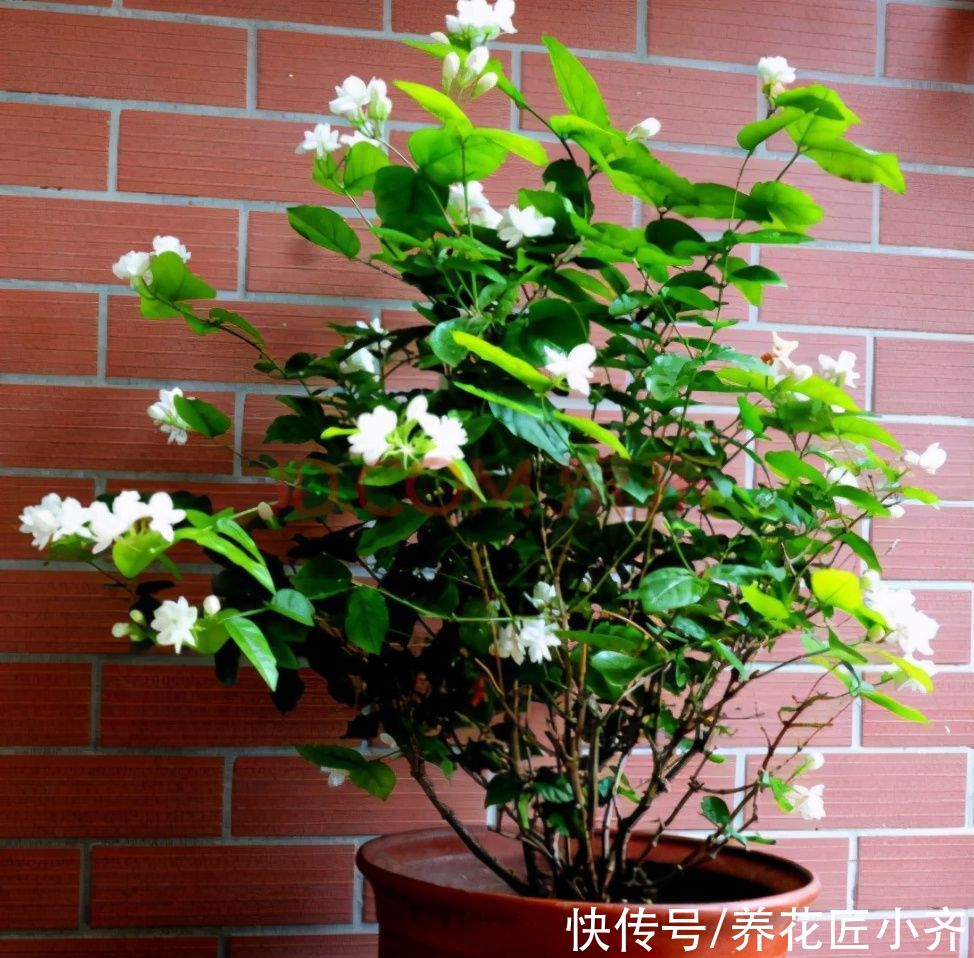 茉莉花黄叶开花少？现在开始做好“三足”，叶子油绿，开花到冬季