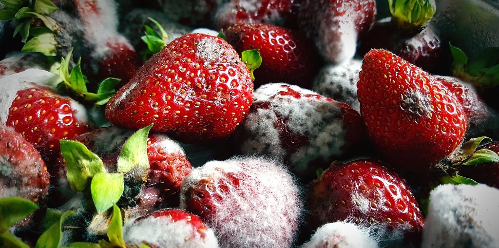 黄曲霉毒素|哺乳期什么不能吃医生记住5种食物不能碰