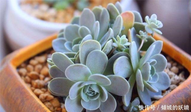 工地边的“3种石料”没人要，却不知，都是栽花好料，养啥花都旺