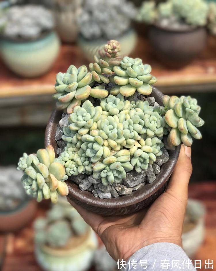 最受欢迎的六种多肉，看看你家养了几种