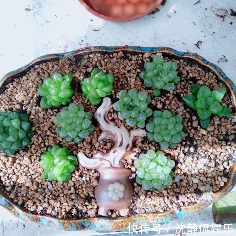 昂斯诺|一直都养不活花,直到遇见了多肉!只要用心,就能变美!