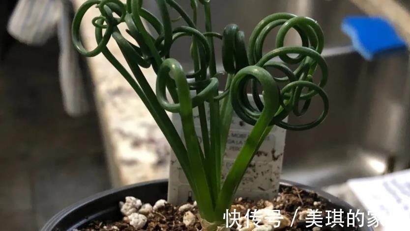 养分|这款草正常叶子如弹簧，变直了反而是一种“病”，该趁早治