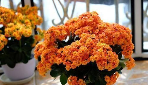 养花要“心狠”,这种枝条,见一根剪一根,开花翻十几倍