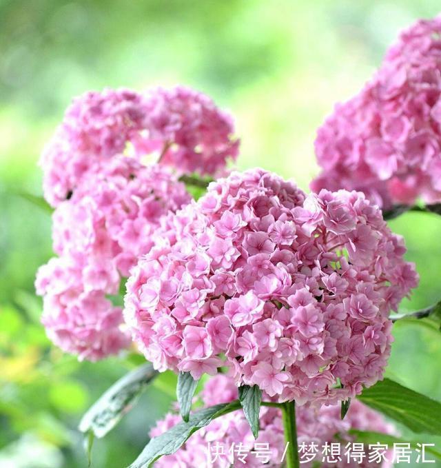 看吧|还在为绣球花开花少而苦恼?来看看吧