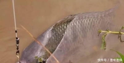野钓鲫鱼想要不空军 你应该知道的四个打窝补窝技巧