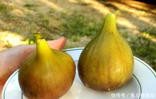 香甜|买无花果时,绿皮紫皮不重要,掌握4个小技巧,个个软糯香甜