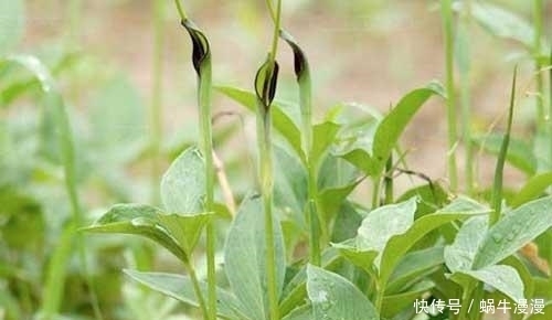 化痰药|化痰药--半夏（治湿痰要药、止呕要药）