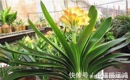 阿斯匹林|天冷了,给君子兰浇上“2种水”,一年能窜“3对叶”,花也开得多