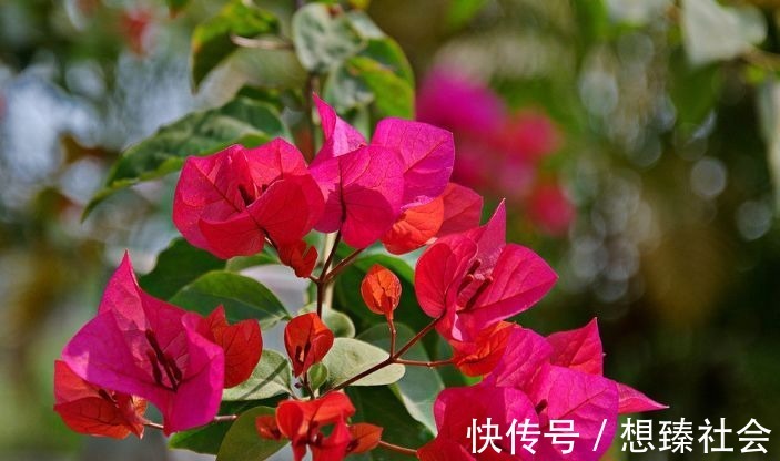 此花所开出来的花朵和叶子很像,就像是五颜六色的叶子一样