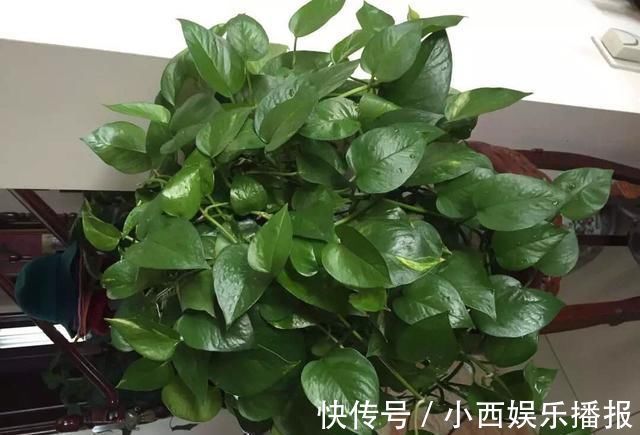 植物|卧室养7种“植物”，放一盆，空气好，睡眠好，好养漂亮长爆盆