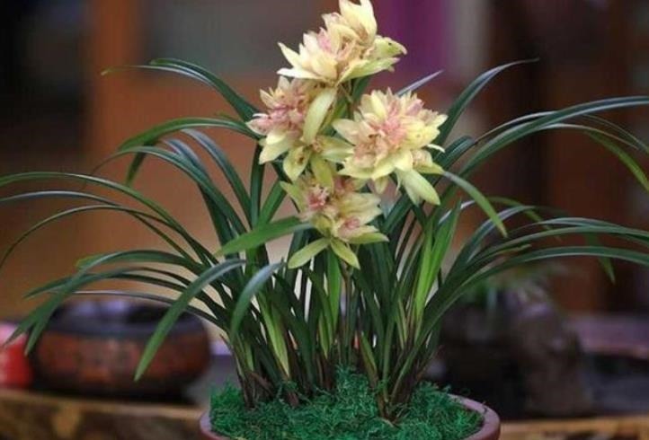 兰花最怕“上干下湿”,教你3招有效改善,根系健壮不空根