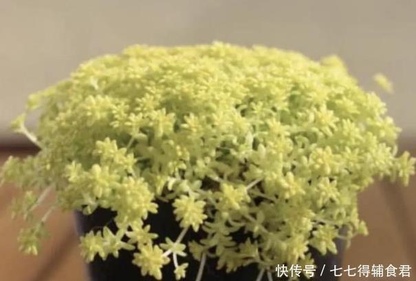 生长快速的9种多肉,春天就养这些肉肉了,一年半载就能养爆盆