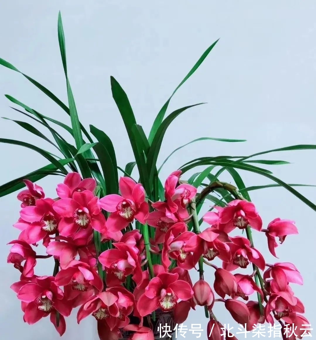 兰花要挤着长,所以不要使用大花盆?别再被误导了