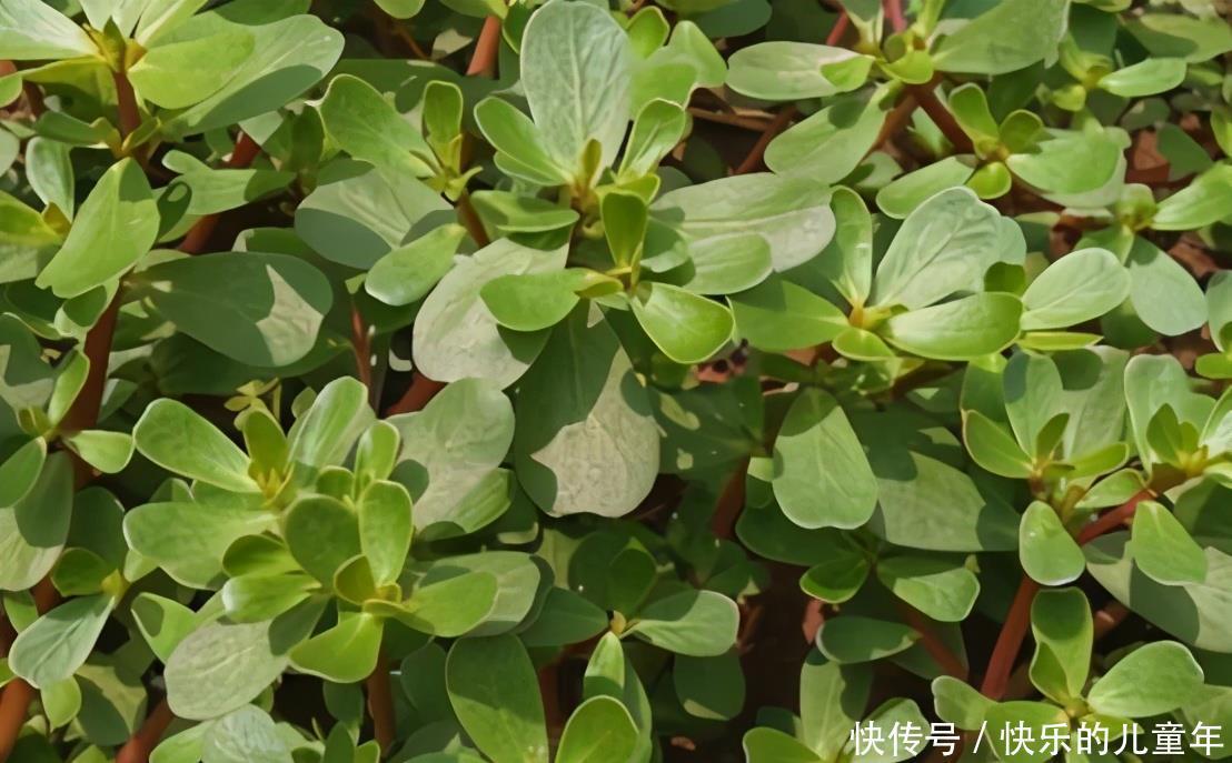 气色|女人冬天,常吃3种食物,补血美容,排毒抗衰,气色也好