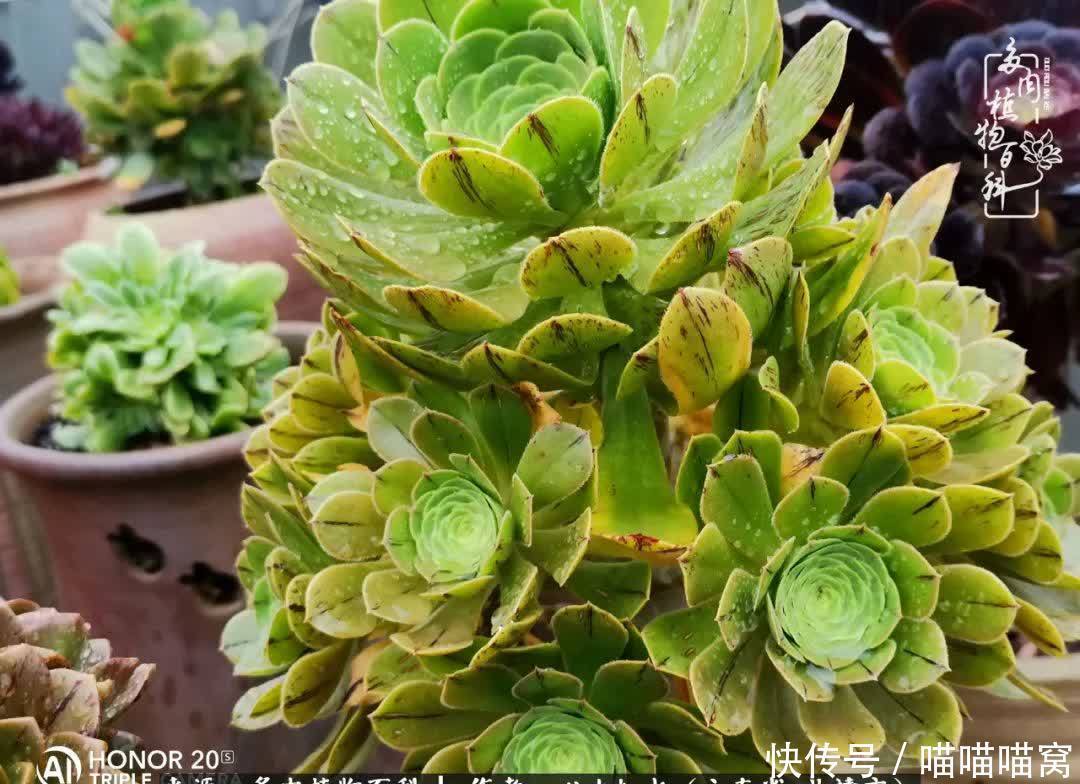 多肉|你是爱,是暖,是希望,你是人间四月天!