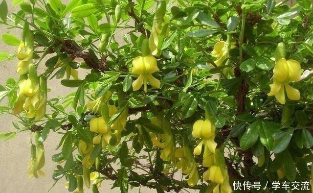 金雀花|这3种树，越养越“贵气”，养上5年就成老桩树，上万都不卖！