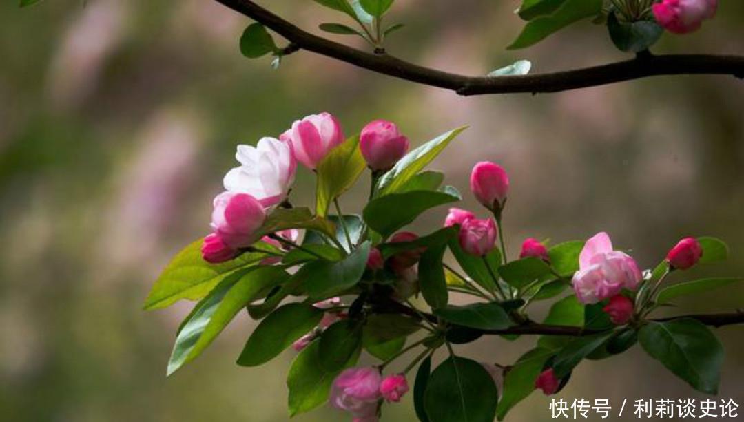 这首诗|元稹一首很特别的诗,写得生动有趣,读来让人有一种身临其境之感