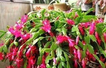 养护|养蟹爪兰,打开它的“开花键”,花开一茬又一茬,次次都爆盆