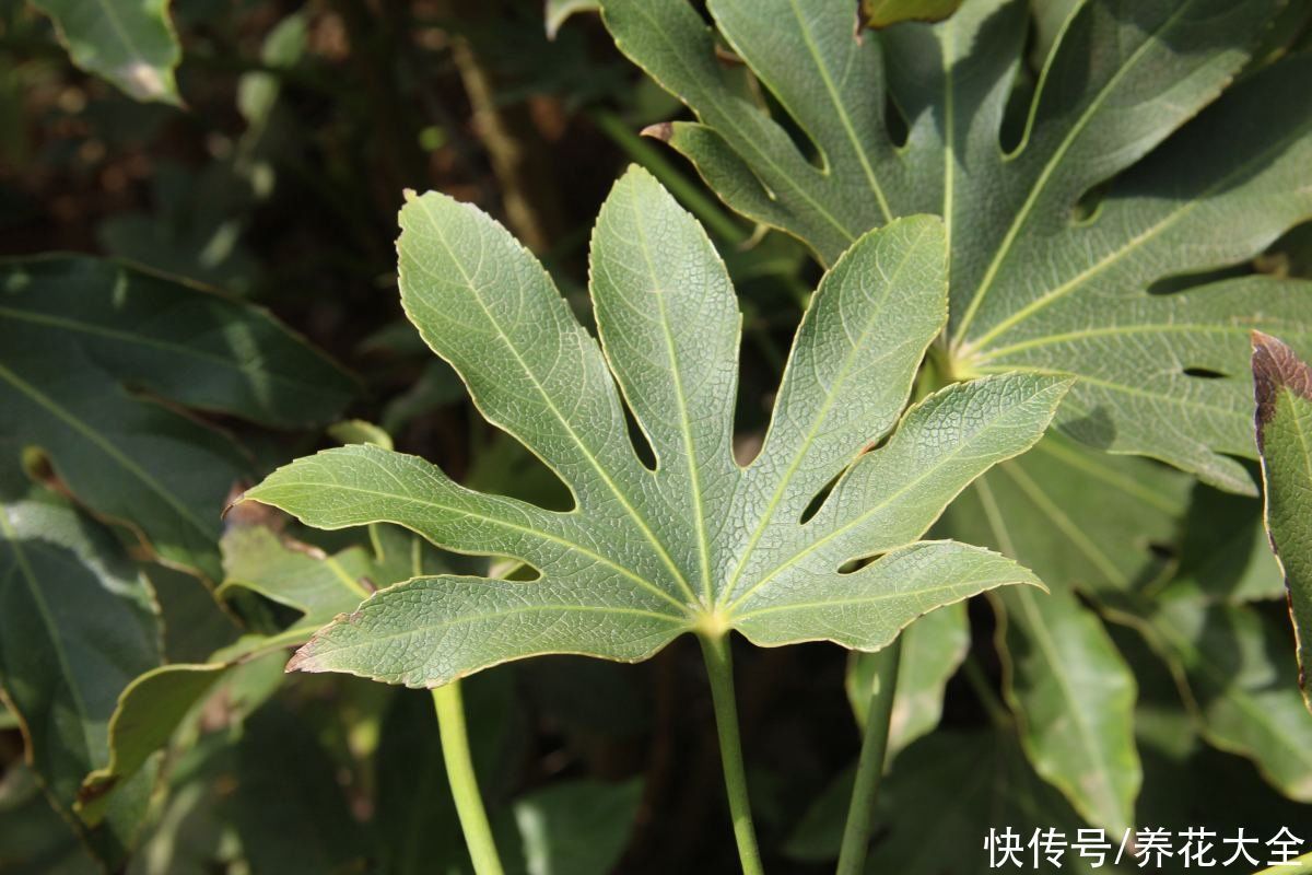 八角|家里养盆“八角金盘”,净化空气效果好,满屋子生机盎然