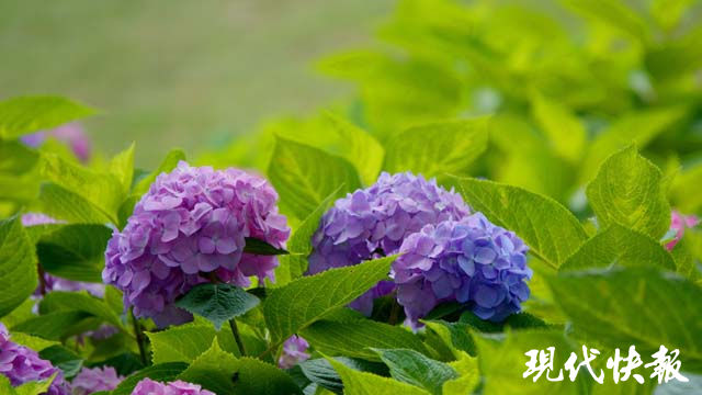 绣球花|绣球“组团开放”，去南京绣球公园赴一场“花花的约会”