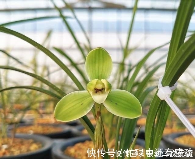 艾草|此兰花拥有“几百年”的历史，瓣型工整，香味扑鼻，现在正值花期