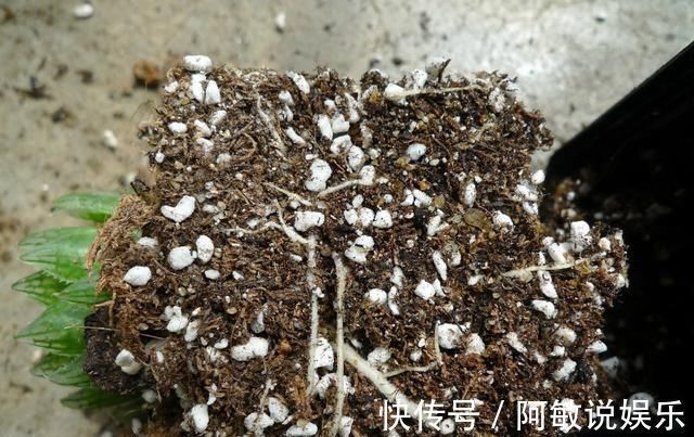 多肉|新手浇水切莫急,教你怎么判断浇水时间,也能养出美貌的萌多肉