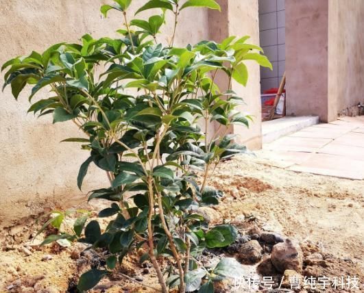 南方烂大街的花,北方咋养都不活,“水土不服”太严重