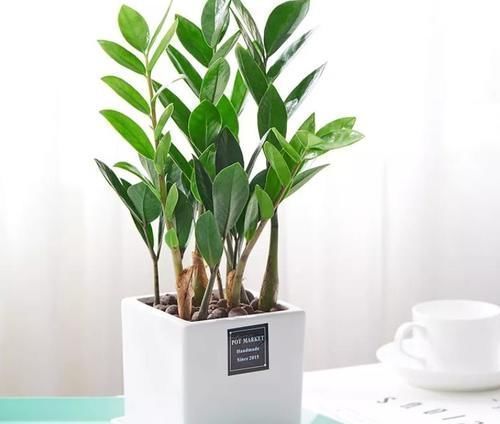 发财树|客厅里的发财树扔了吧，新型寓意植物，养一盆财运亨通