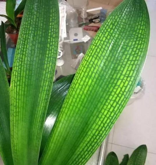 乐虎|王先生养君子兰,10天一罐“它”,一枝30朵,一开就“2次”!