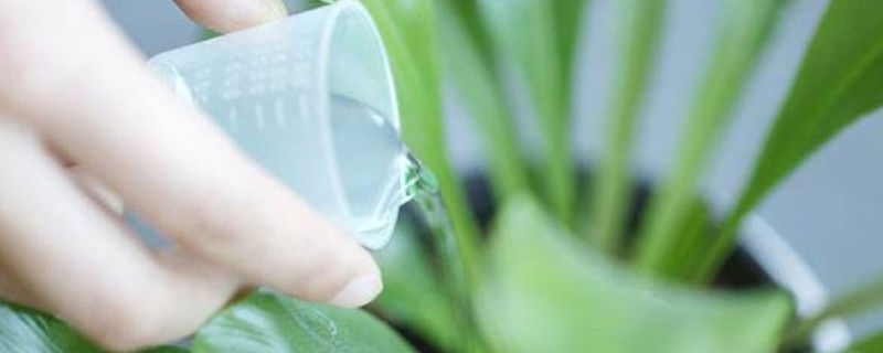 浇花必懂知识:“见干见湿”和“干透浇透”有什么区别