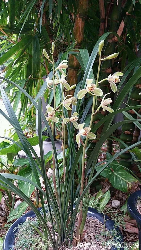 养花|淘米水啤酒水,真不如这种水,养花一绝,浇一盆旺一盆