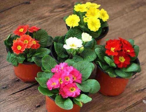 冬天开的花有哪些?6种花冬天开,养在家里漂亮又喜庆