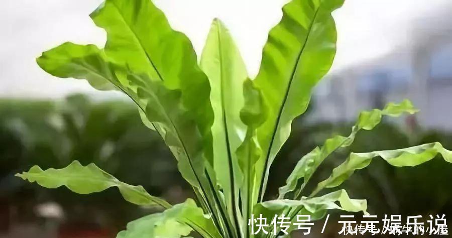二氧化碳|家里养这12种“吸毒”绿植，净化空气，老人小孩少生病