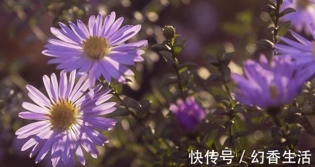 中医药|一味止咳化痰的良药,能入肺降气,新久咳嗽,皆可用之