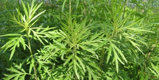 绞股蓝|医生提醒以下几种野菜,有保肝解毒、降血压、降血脂血糖等功效