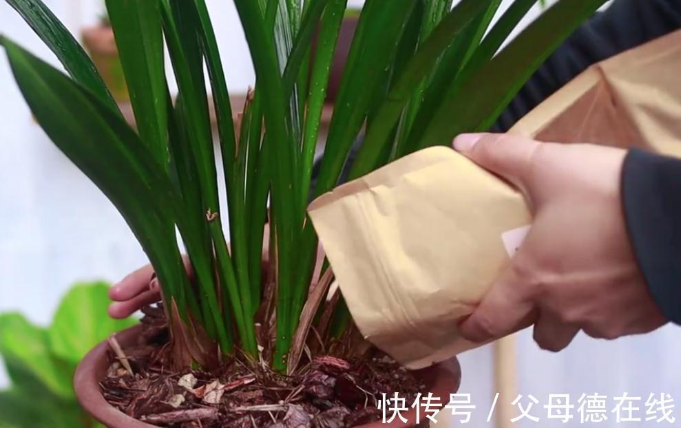 兰花花后忽略两件事,轻则不发芽,重则影响后期开花