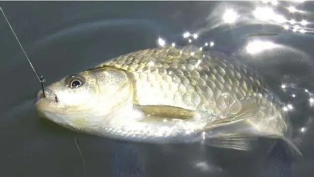 冬钓鲫鱼，鱼口轻怎么办？掌握好这四个技巧，轻松放大漂相动作