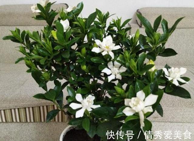 硫酸亚铁|养花高手都在养这6种花，四季开花非常美，最后3种“香味”足