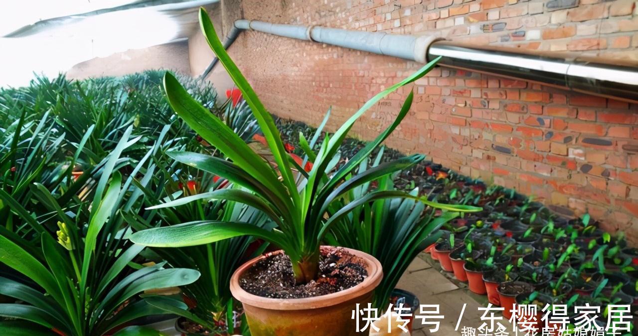 叶芽|君子兰不能随意“砍头”，操作需谨慎，要做好这几件事，成活率高