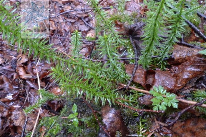  外伤|小接筋草，见过吗？止血，续筋。用于跌打损伤，外用治外伤出血