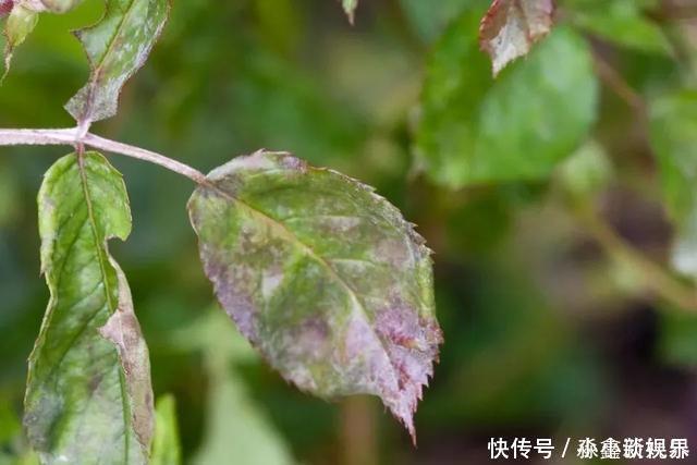 黑斑病|养花时很容易出现的6种病虫害,蚜虫、介壳虫和红蜘蛛都要可清除