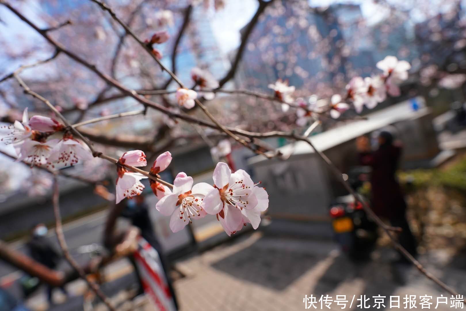 中薪|北京：雨后却斜阳，山桃向春光，市民纷纷驻足拍美景