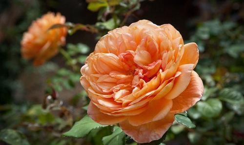  清香|最适合新手养的3种花，种植容易，多季开花，清香幽远，还很便宜