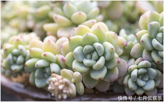 多肉植物|新手养多肉植物,做好这几件事,长得胖乎乎,个个爆满盆
