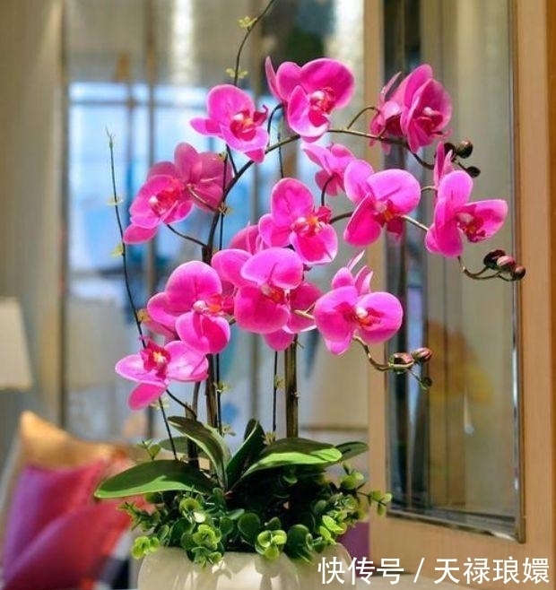 3种花是真正的“开花机器”,名字一般,开出的花却“极美”!