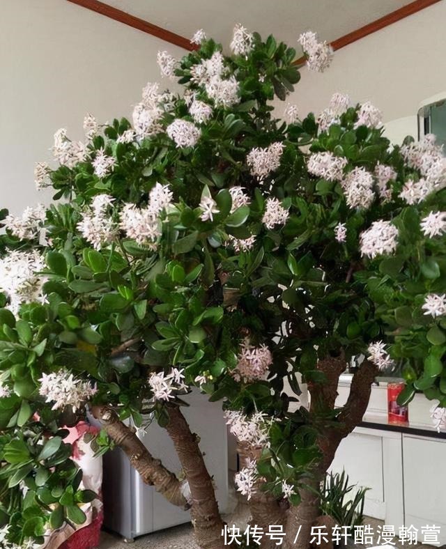 植物|5个“硬知识”,帮你把玉树养开花,看看什么叫“玉树临风”