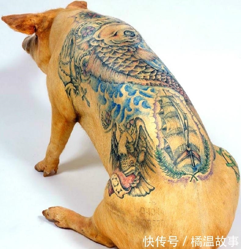 猪场里传来嗷嗷惨叫!老外在给猪纹身作画,