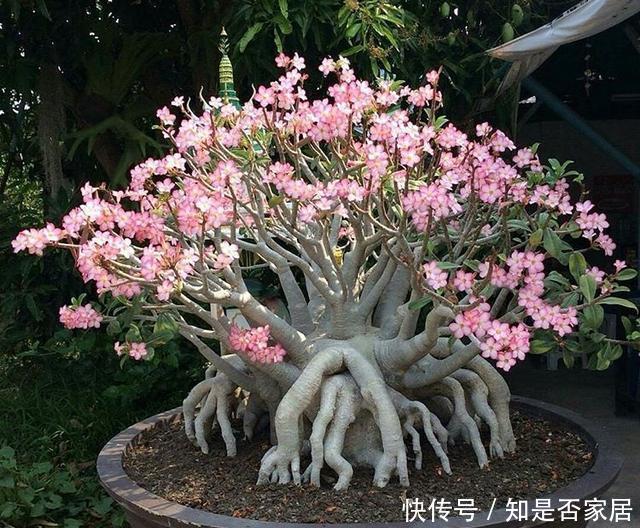 4种花要穷养,种在沙土中最好,花友:谁都能养活