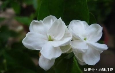 它在农村花开正盛,被古人称为“人间第一香”,是止咳化痰的良药