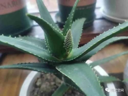 这6种花,浇水越多死的越快,千万管住手,少浇水长得旺